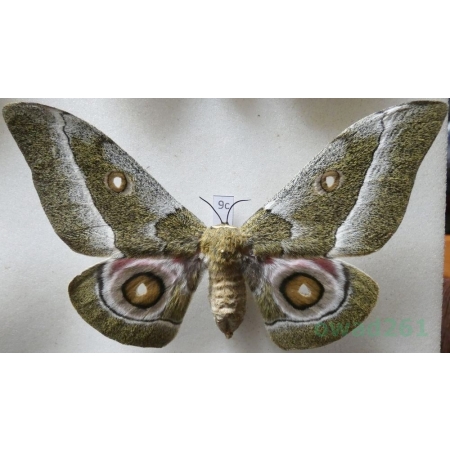 Gonimbrasia zambesina (Walker, 1865) female ex.pupa Kenya 114mm9c